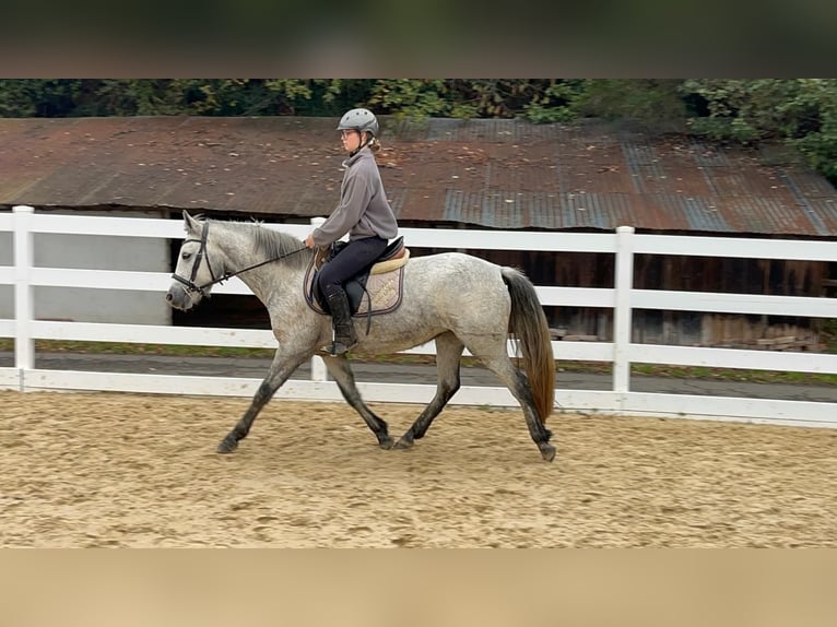Connemara Merrie 4 Jaar 146 cm Schimmel in Morsbach