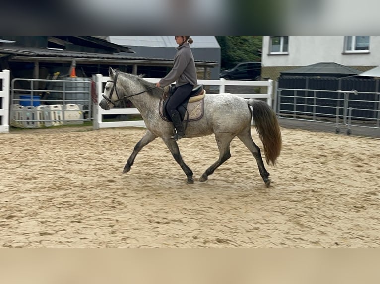 Connemara Merrie 4 Jaar 146 cm Schimmel in Morsbach