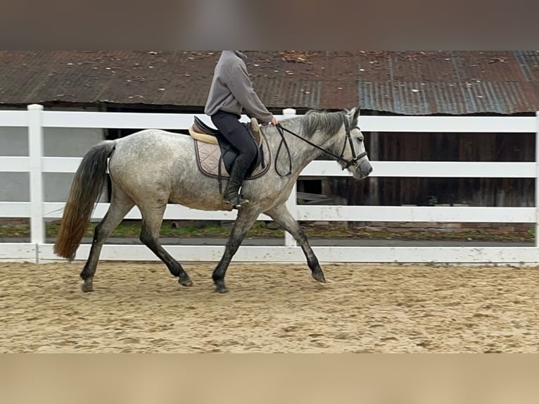 Connemara Merrie 4 Jaar 146 cm Schimmel in Morsbach