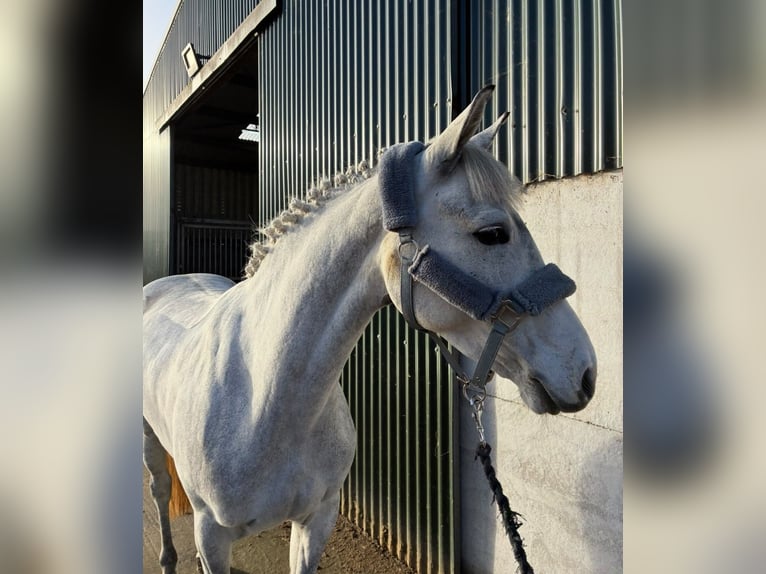 Connemara Merrie 4 Jaar 146 cm Schimmel in Sligo