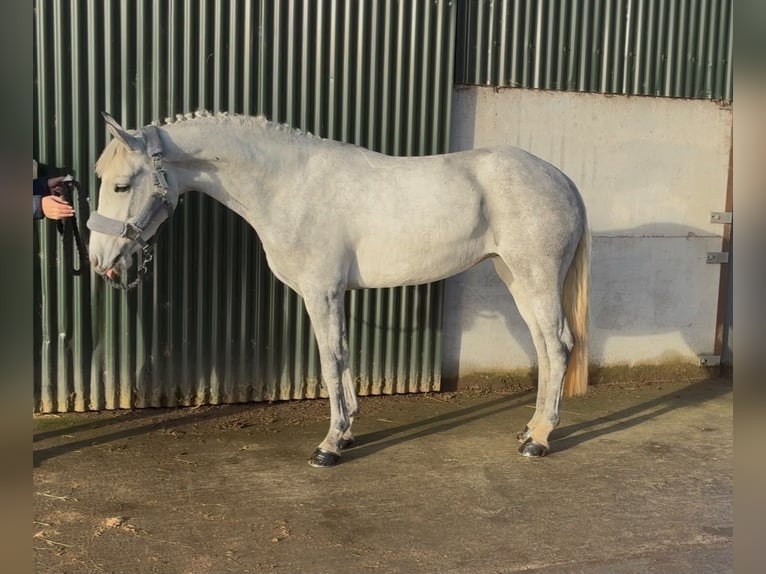 Connemara Merrie 4 Jaar 146 cm Schimmel in Sligo