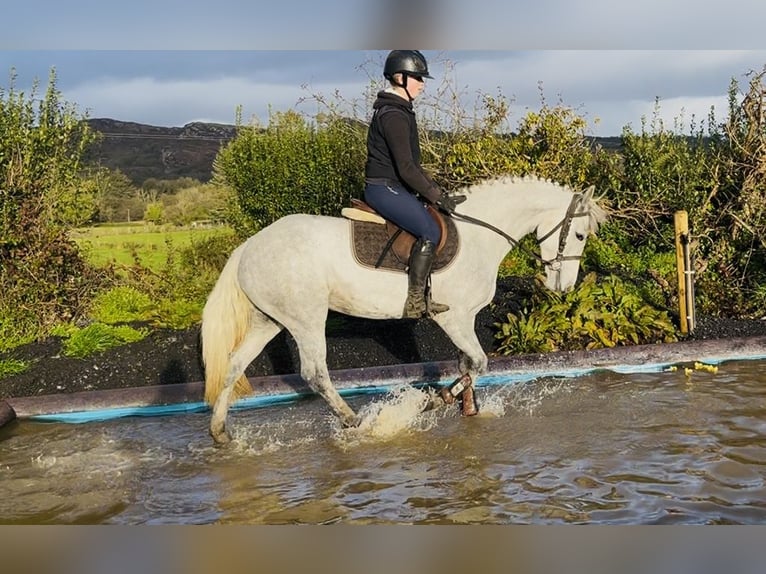 Connemara Merrie 4 Jaar 146 cm Schimmel in Sligo