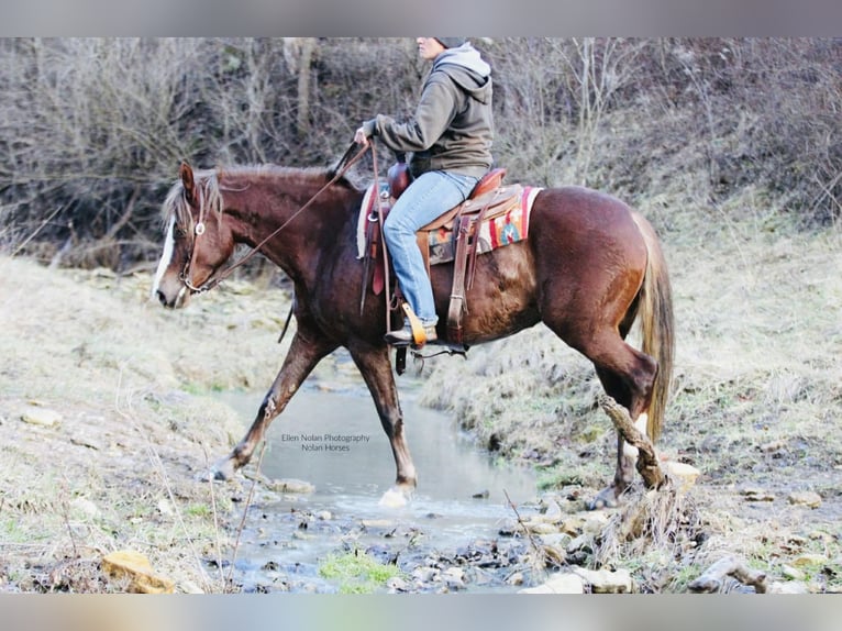 Connemara Merrie 4 Jaar 147 cm Donkere-vos in Peosta
