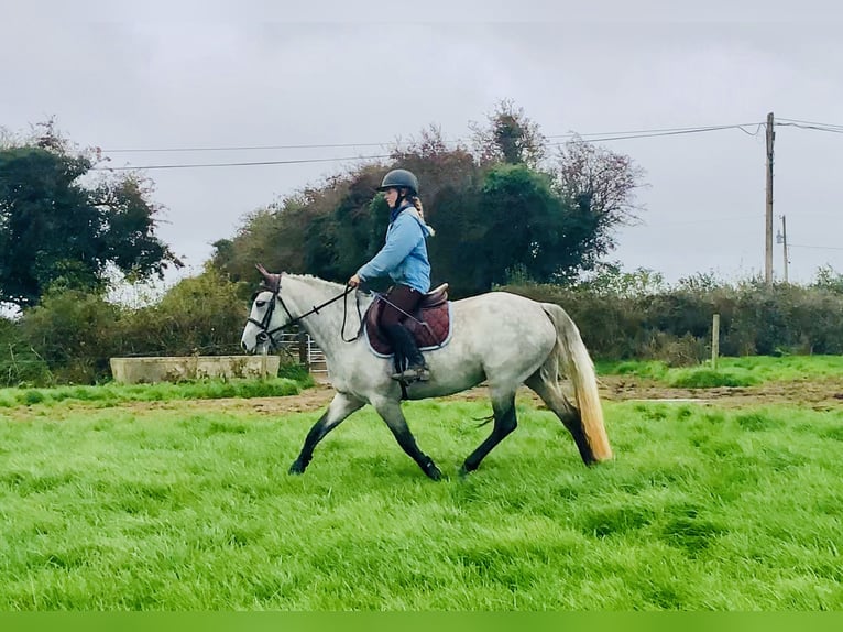 Connemara Merrie 4 Jaar 147 cm Schimmel in Mountrath
