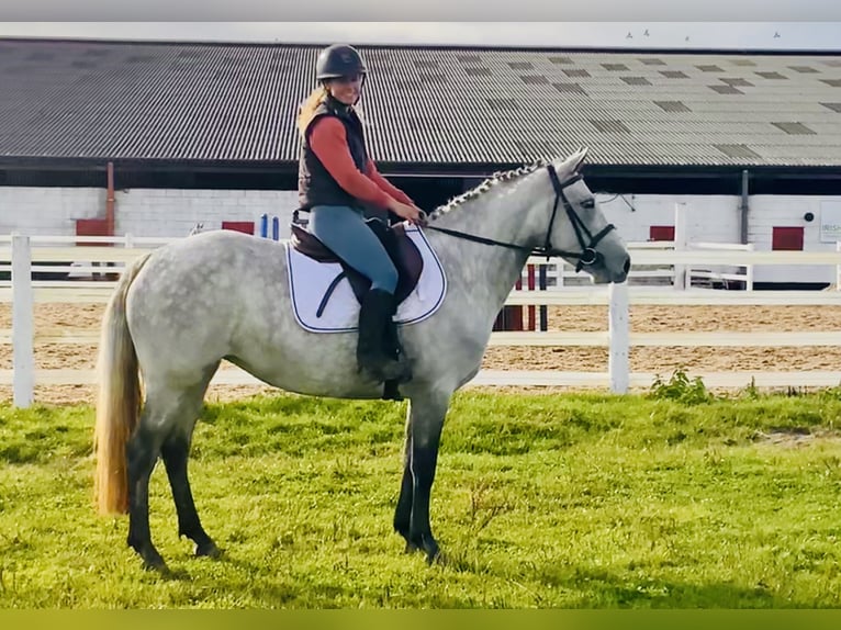 Connemara Merrie 4 Jaar 147 cm Schimmel in Mountrath