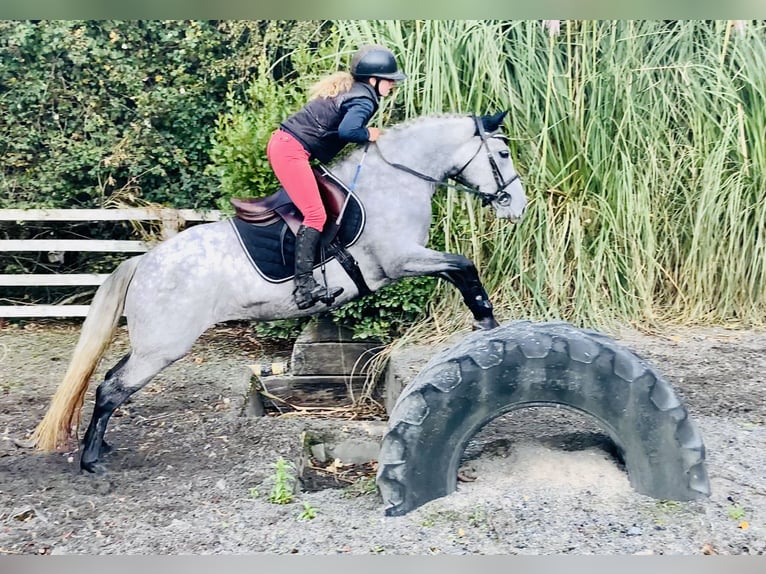Connemara Merrie 4 Jaar 147 cm Schimmel in Mountrath