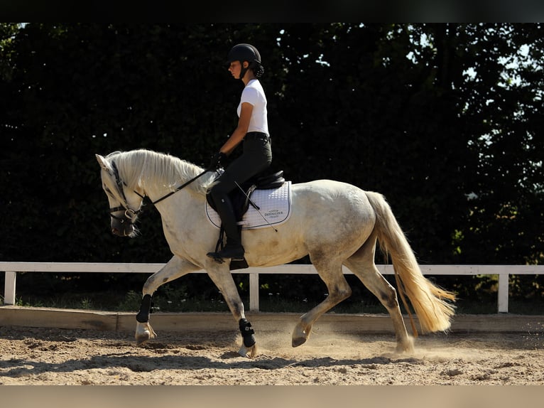 Connemara Merrie 4 Jaar 147 cm Schimmel in Altenstadt