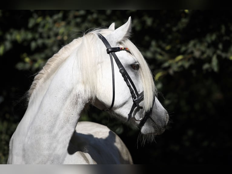 Connemara Merrie 4 Jaar 147 cm Schimmel in Altenstadt