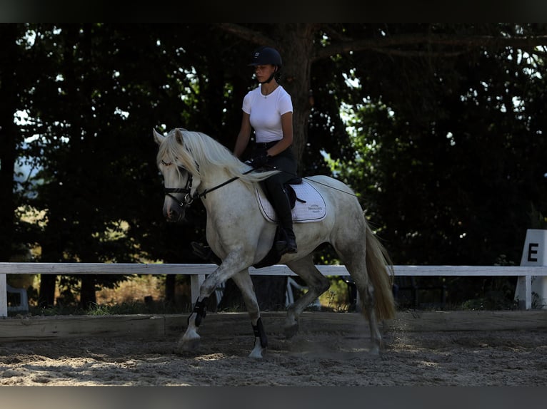 Connemara Merrie 4 Jaar 147 cm Schimmel in Altenstadt