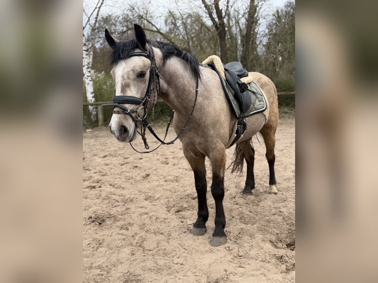 Connemara Merrie 4 Jaar 148 cm Falbe in Trebbin