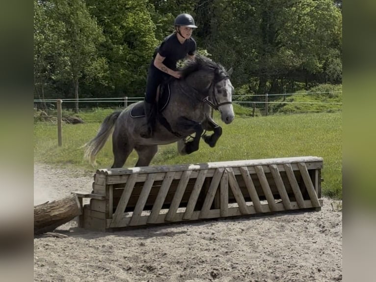 Connemara Merrie 4 Jaar 148 cm Falbe in Sligo