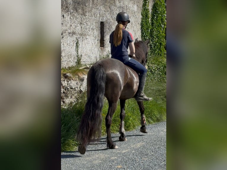 Connemara Merrie 4 Jaar 148 cm Falbe in Sligo