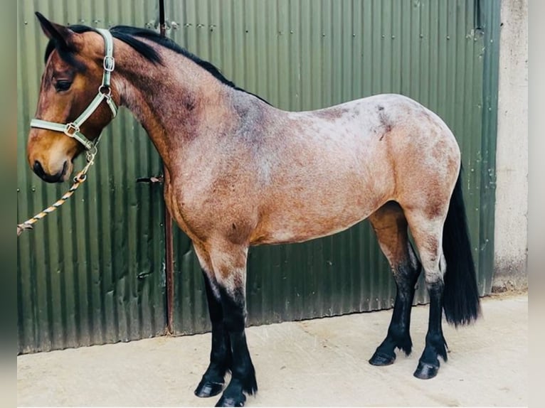 Connemara Merrie 4 Jaar 148 cm Falbe in Sligo