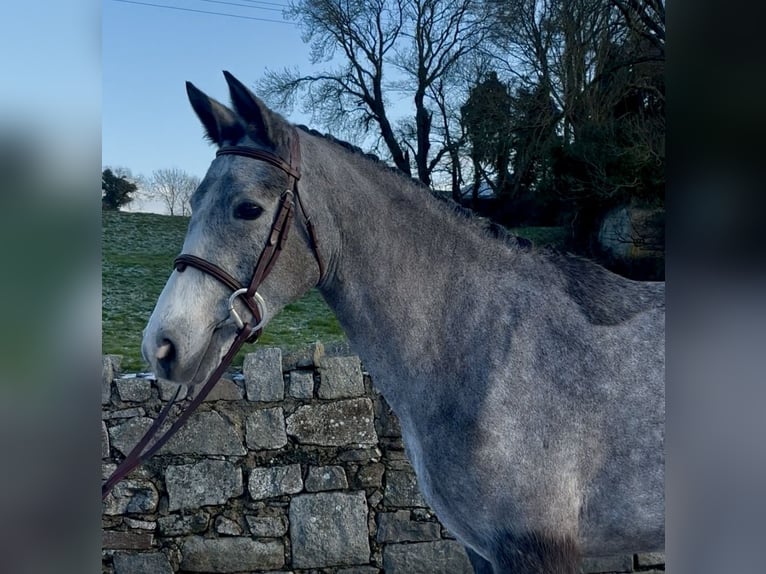 Connemara Merrie 4 Jaar 148 cm Schimmel in Newry