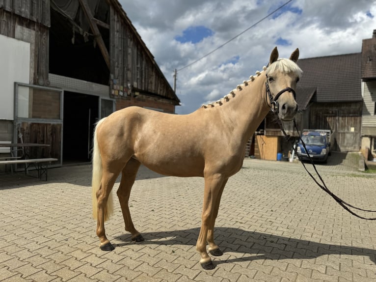 Connemara Merrie 4 Jaar 149 cm Schimmel in Gelterkinden