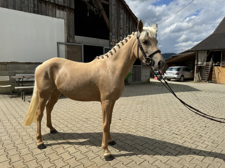 Connemara Merrie 4 Jaar 149 cm Schimmel in Gelterkinden