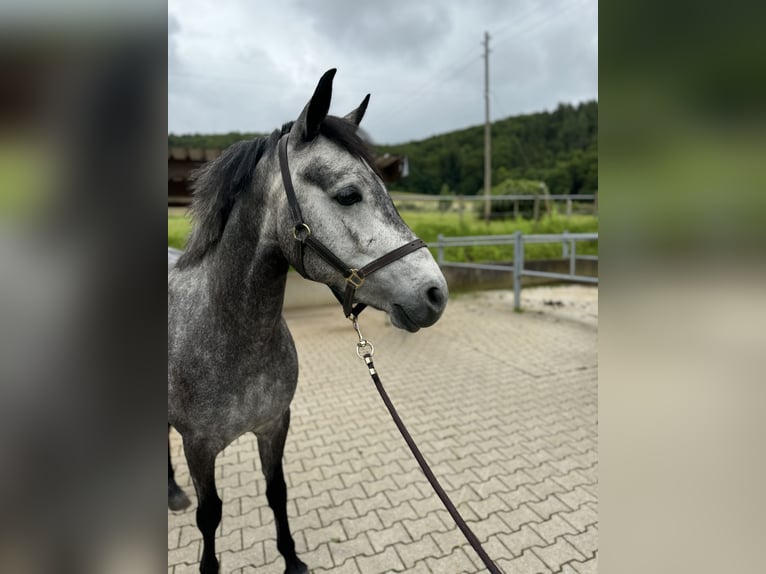 Connemara Merrie 4 Jaar 149 cm Schimmel in Gelterkinden