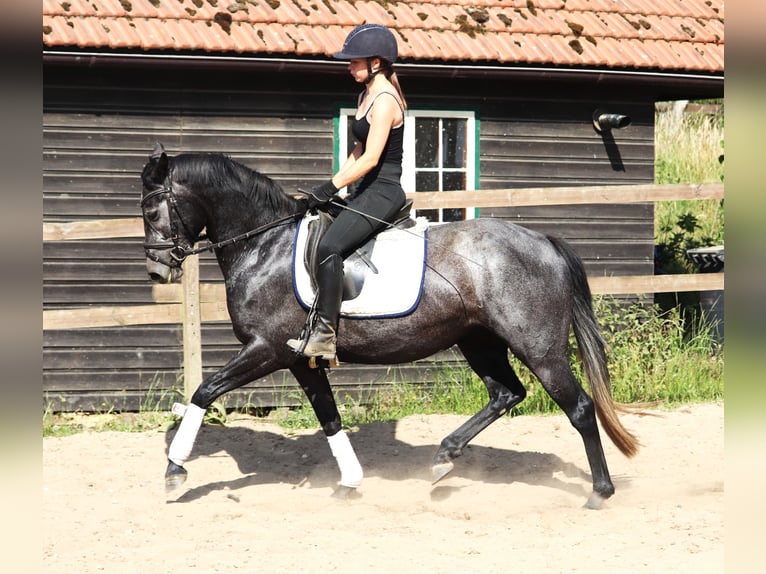 Connemara Merrie 4 Jaar 150 cm Blauwschimmel in uelsen