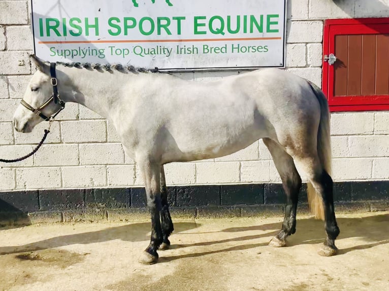 Connemara Merrie 4 Jaar 150 cm Schimmel in Mountrath