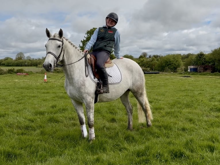 Connemara Merrie 4 Jaar 151 cm Schimmel in Laois