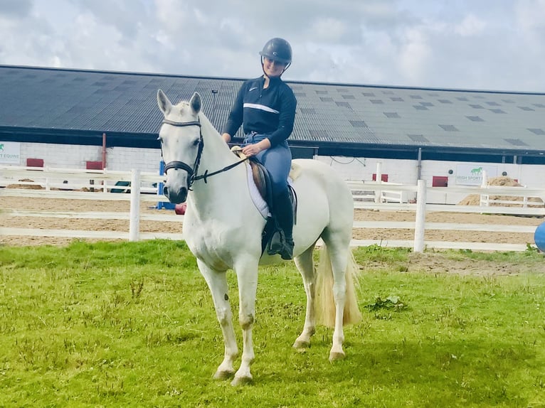 Connemara Merrie 4 Jaar 152 cm Schimmel in Mountrath