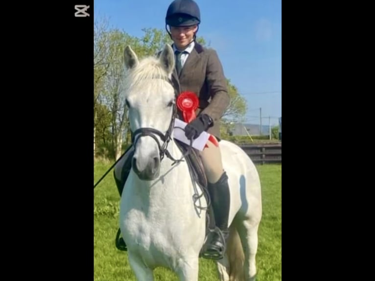 Connemara Merrie 4 Jaar 152 cm Schimmel in Mountrath