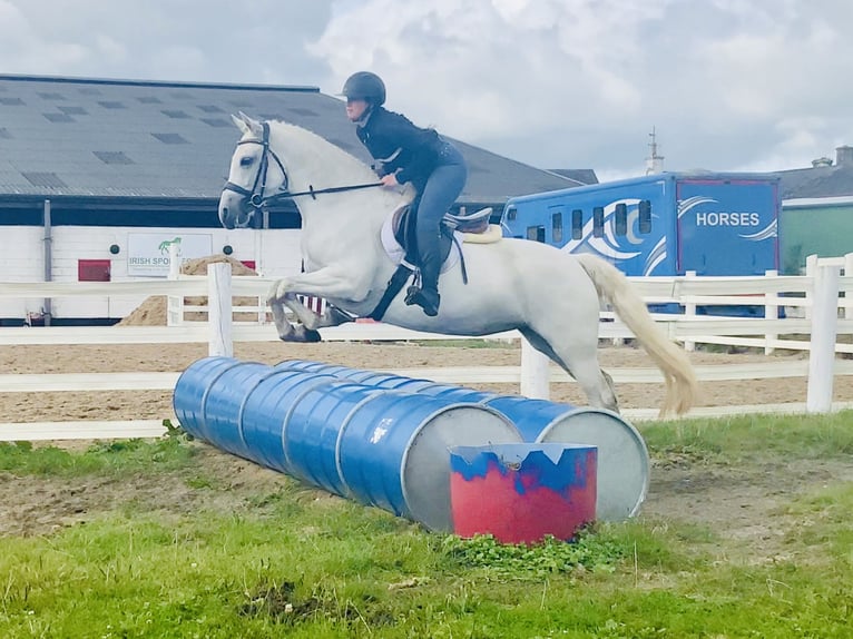 Connemara Merrie 4 Jaar 152 cm Schimmel in Mountrath