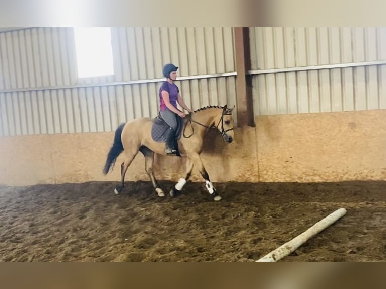 Connemara Merrie 4 Jaar 153 cm Falbe in Sligo