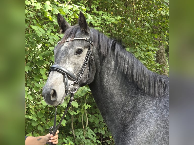 Connemara Merrie 4 Jaar 153 cm Zwartschimmel in Wachtendonk