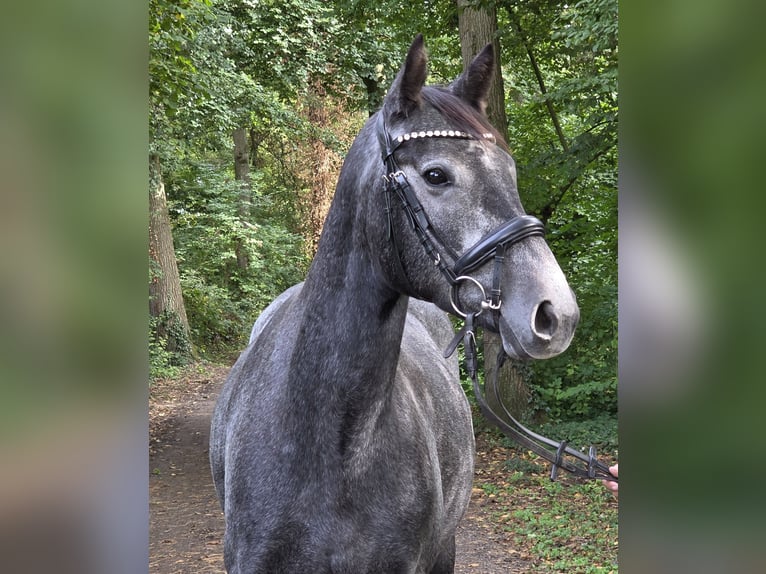 Connemara Merrie 4 Jaar 153 cm Zwartschimmel in Wachtendonk