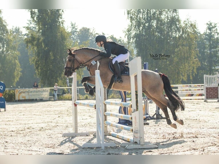 Connemara Merrie 4 Jaar 154 cm Brown Falb schimmel in Lisberg