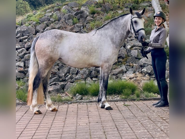 Connemara Merrie 4 Jaar 154 cm Brown Falb schimmel in Lisberg