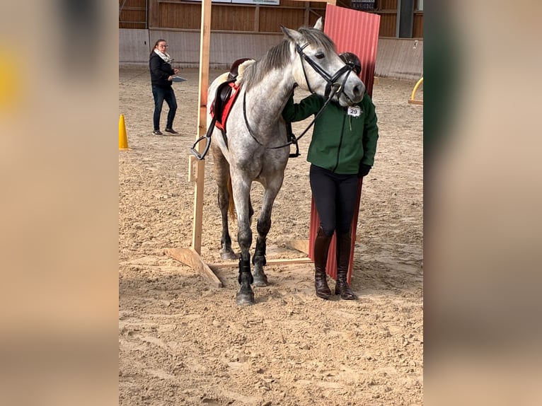 Connemara Merrie 4 Jaar 155 cm  in Mainleus