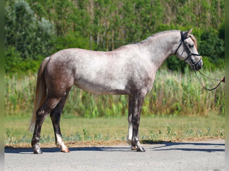 Connemara Merrie 4 Jaar 155 cm Rood schimmel in Szarvas