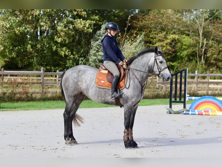 Connemara Merrie 4 Jaar 156 cm kan schimmel zijn in Bogaarden