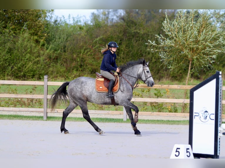 Connemara Merrie 4 Jaar 156 cm kan schimmel zijn in Bogaarden