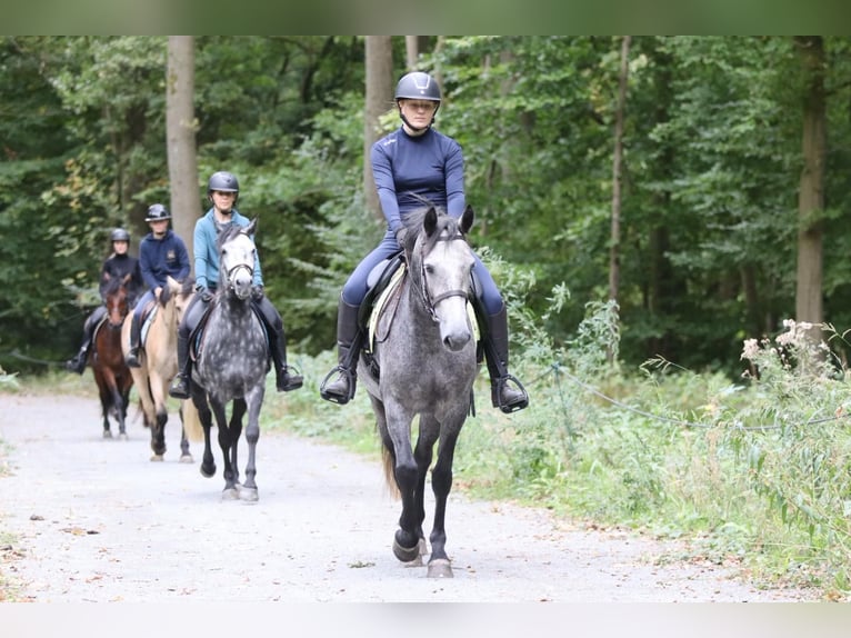 Connemara Merrie 4 Jaar 156 cm kan schimmel zijn in Bogaarden