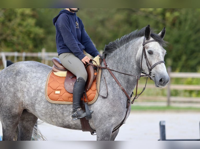 Connemara Merrie 4 Jaar 156 cm kan schimmel zijn in Bogaarden