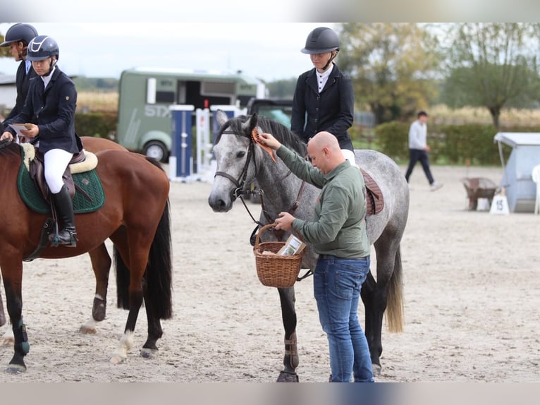 Connemara Merrie 4 Jaar 156 cm kan schimmel zijn in Bogaarden