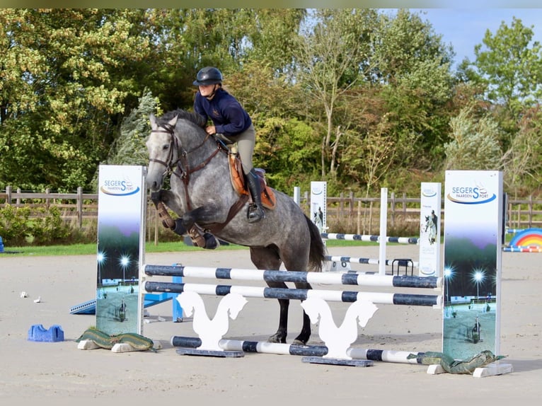 Connemara Merrie 4 Jaar 156 cm kan schimmel zijn in Bogaarden