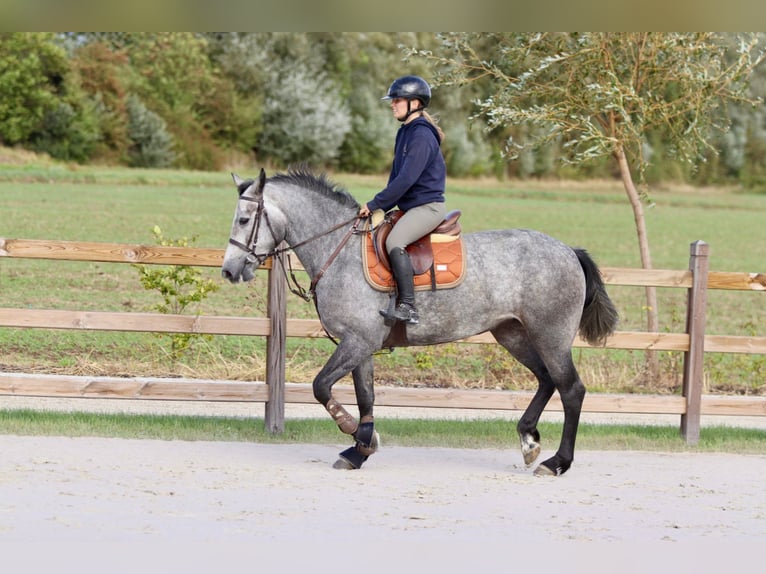 Connemara Merrie 4 Jaar 156 cm kan schimmel zijn in Bogaarden