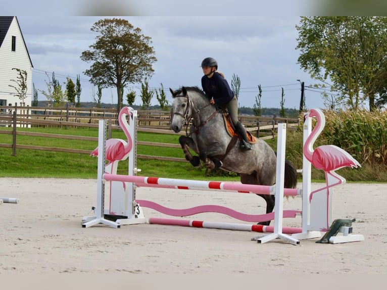 Connemara Merrie 4 Jaar 156 cm kan schimmel zijn in Bogaarden
