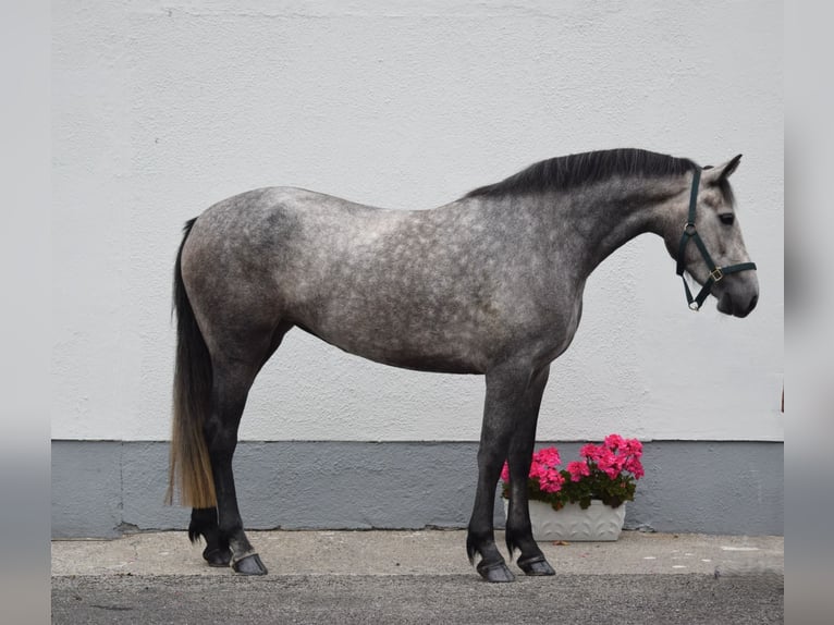Connemara Merrie 4 Jaar 156 cm kan schimmel zijn in Bogaarden