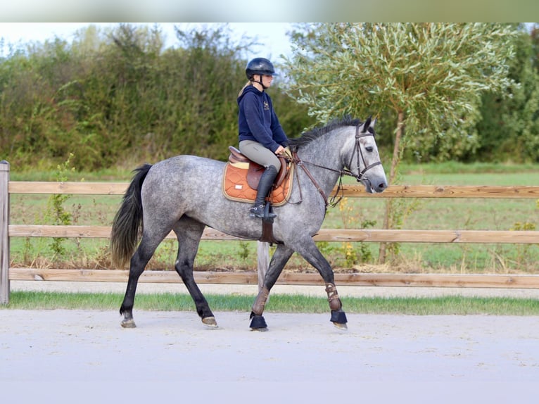 Connemara Merrie 4 Jaar 156 cm kan schimmel zijn in Bogaarden