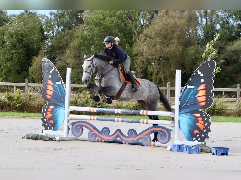 Connemara Merrie 4 Jaar 156 cm kan schimmel zijn in Bogaarden