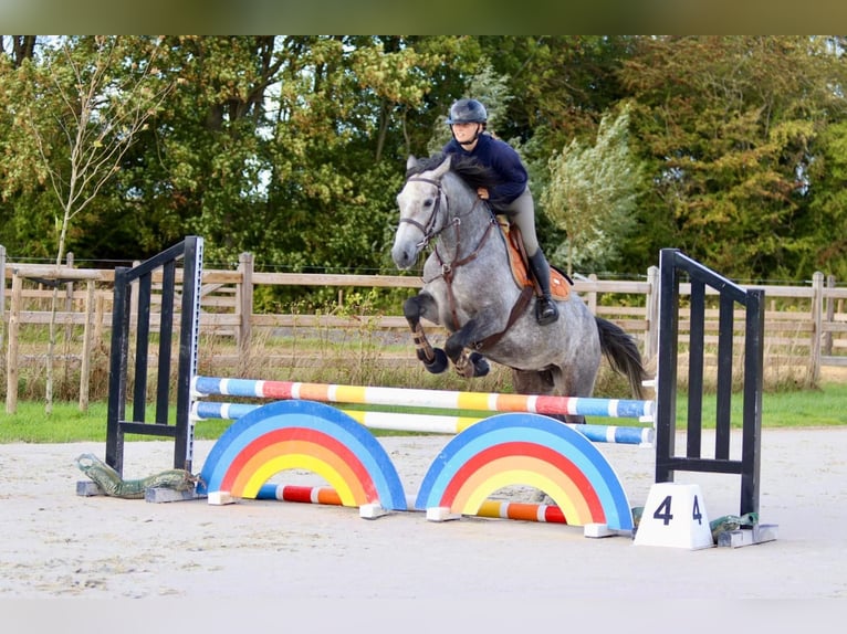 Connemara Merrie 4 Jaar 156 cm kan schimmel zijn in Bogaarden