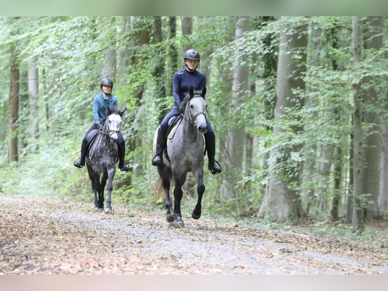 Connemara Merrie 4 Jaar 156 cm kan schimmel zijn in Bogaarden