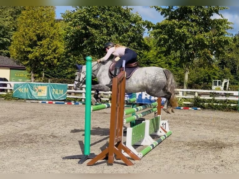 Connemara Merrie 5 Jaar 142 cm Appelschimmel in Mountrath. Co. Laois