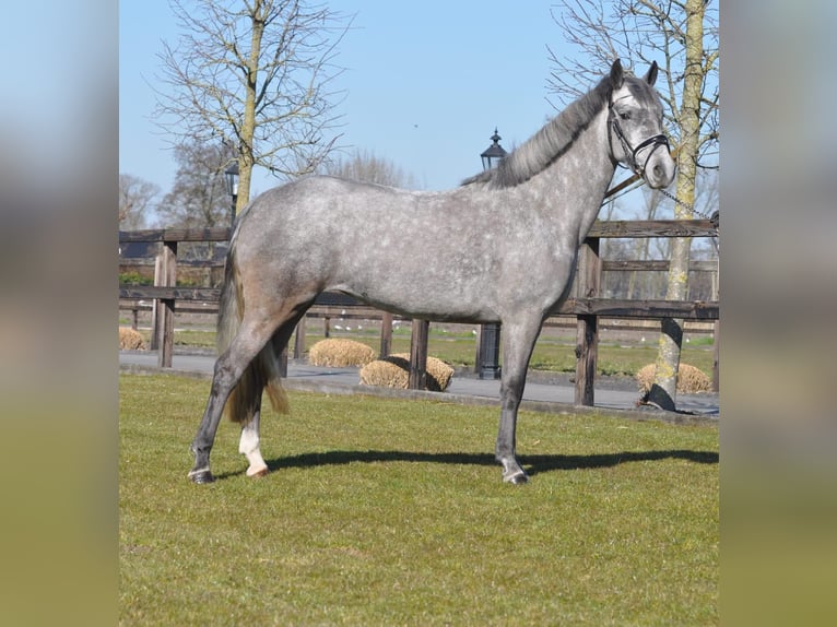 Connemara Merrie 5 Jaar 145 cm Appelschimmel in TerschuurTerschuur