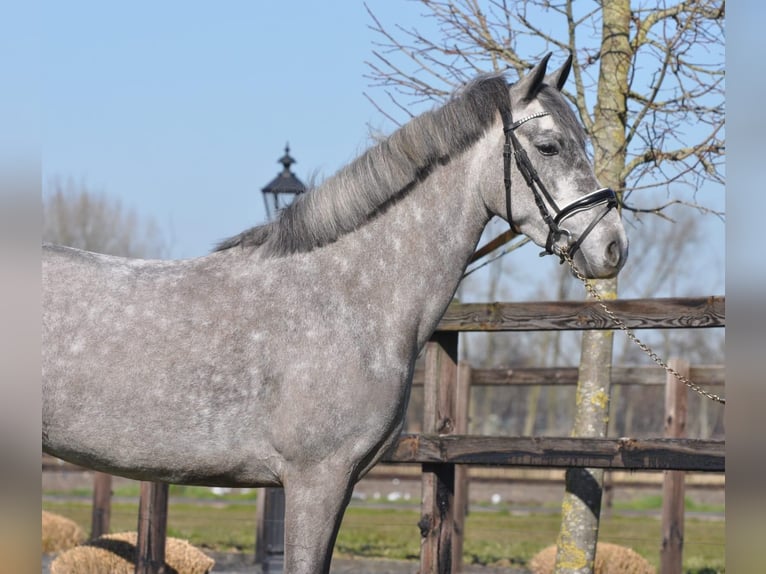 Connemara Merrie 5 Jaar 145 cm Appelschimmel in TerschuurTerschuur